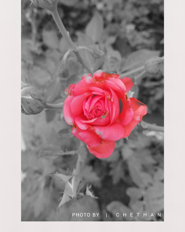 #rose#india