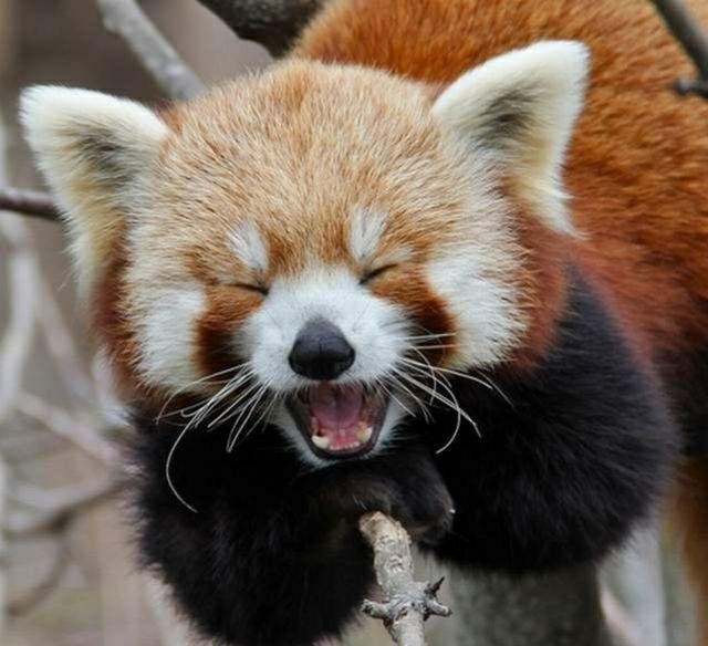 Panda rojo