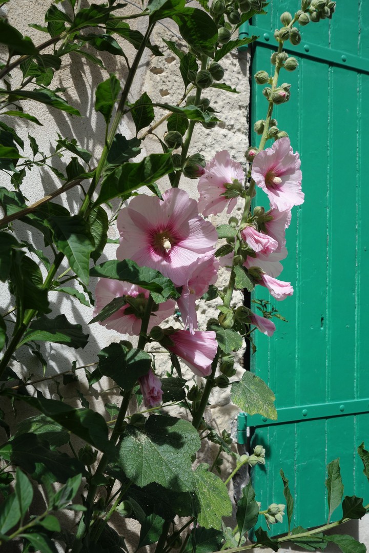 Rose trémière