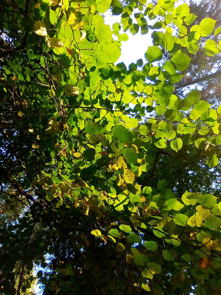 Leaves