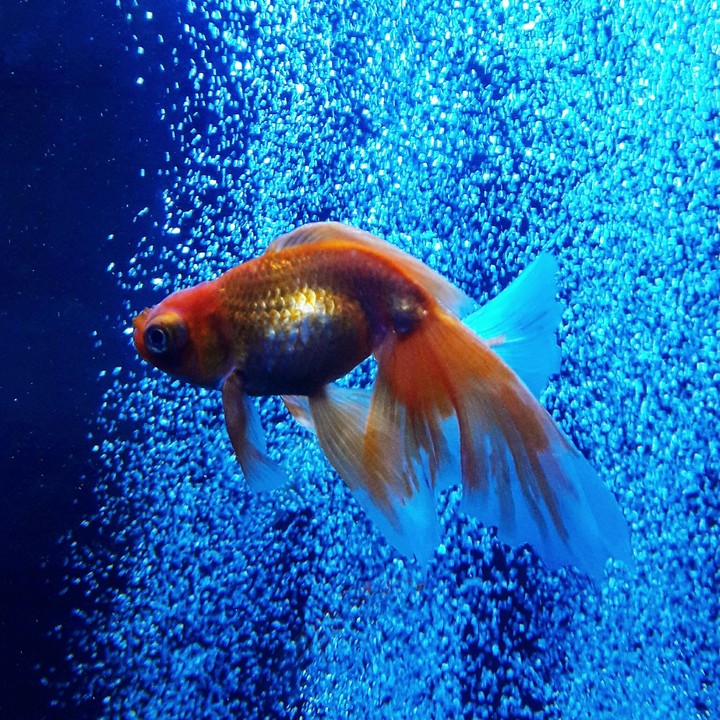 gold fish