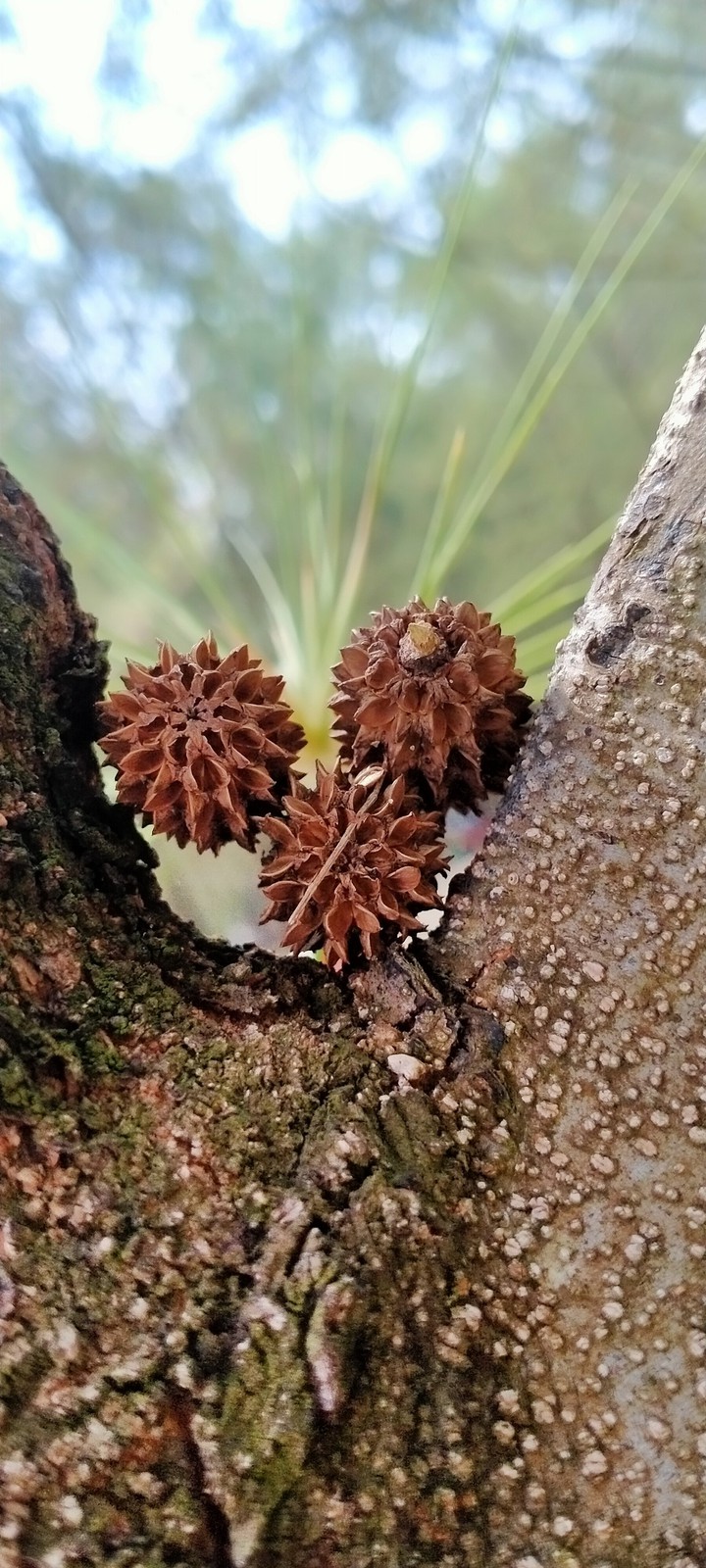 pine fruit