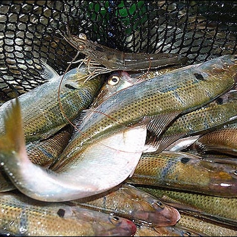 Gizzard shad