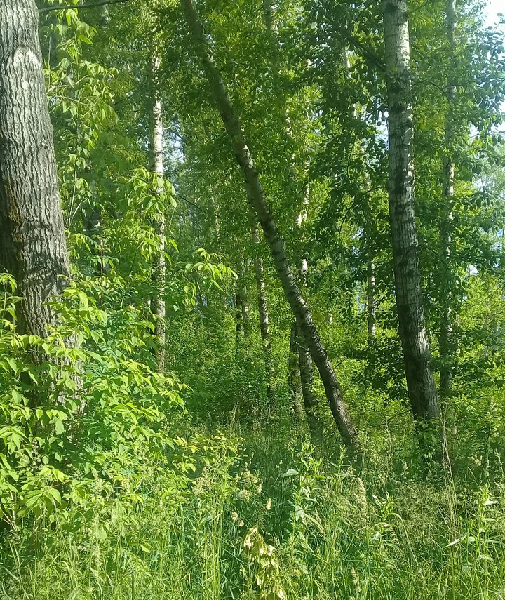лес.