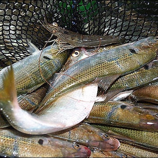 Gizzard shad