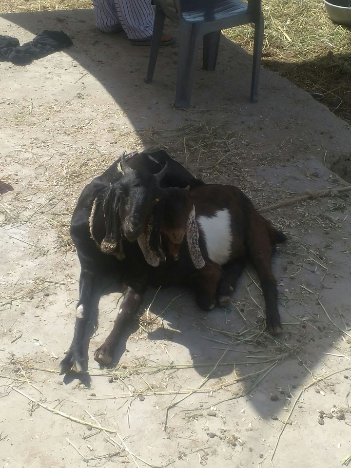 my goat and goat son