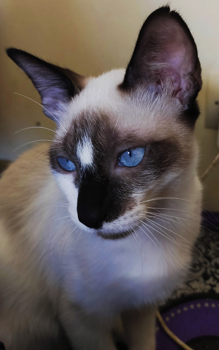 Cat With Sky Eyes