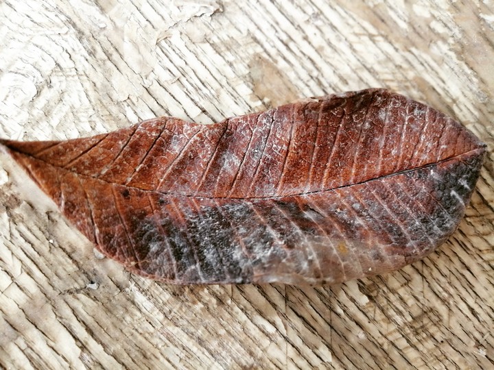 Just fallen..
