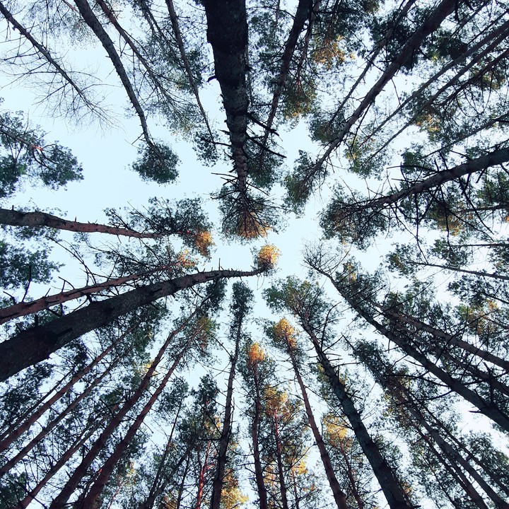 pinewood
