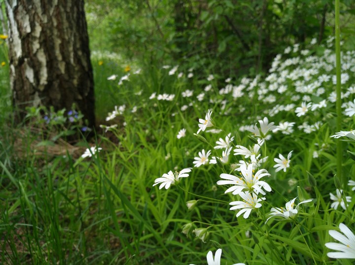 nature