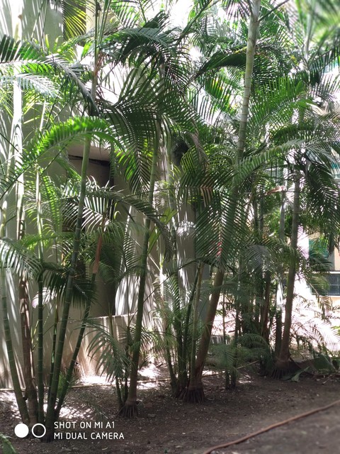 flora, tree桌布