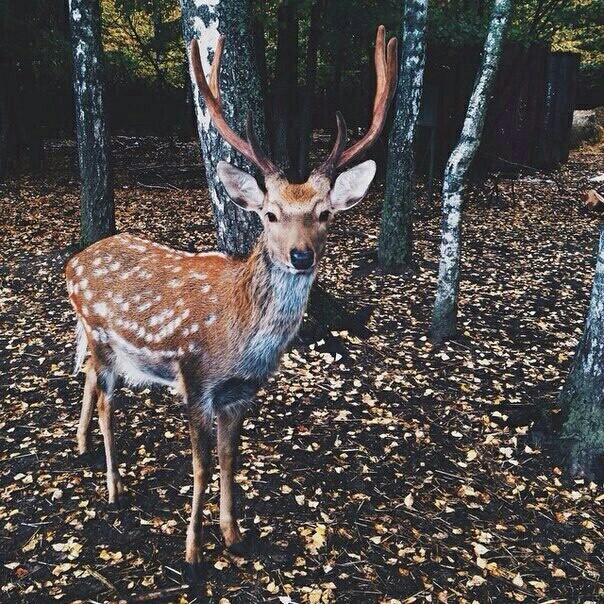 Deer