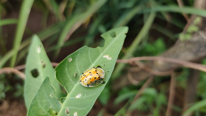 bug on leaf
