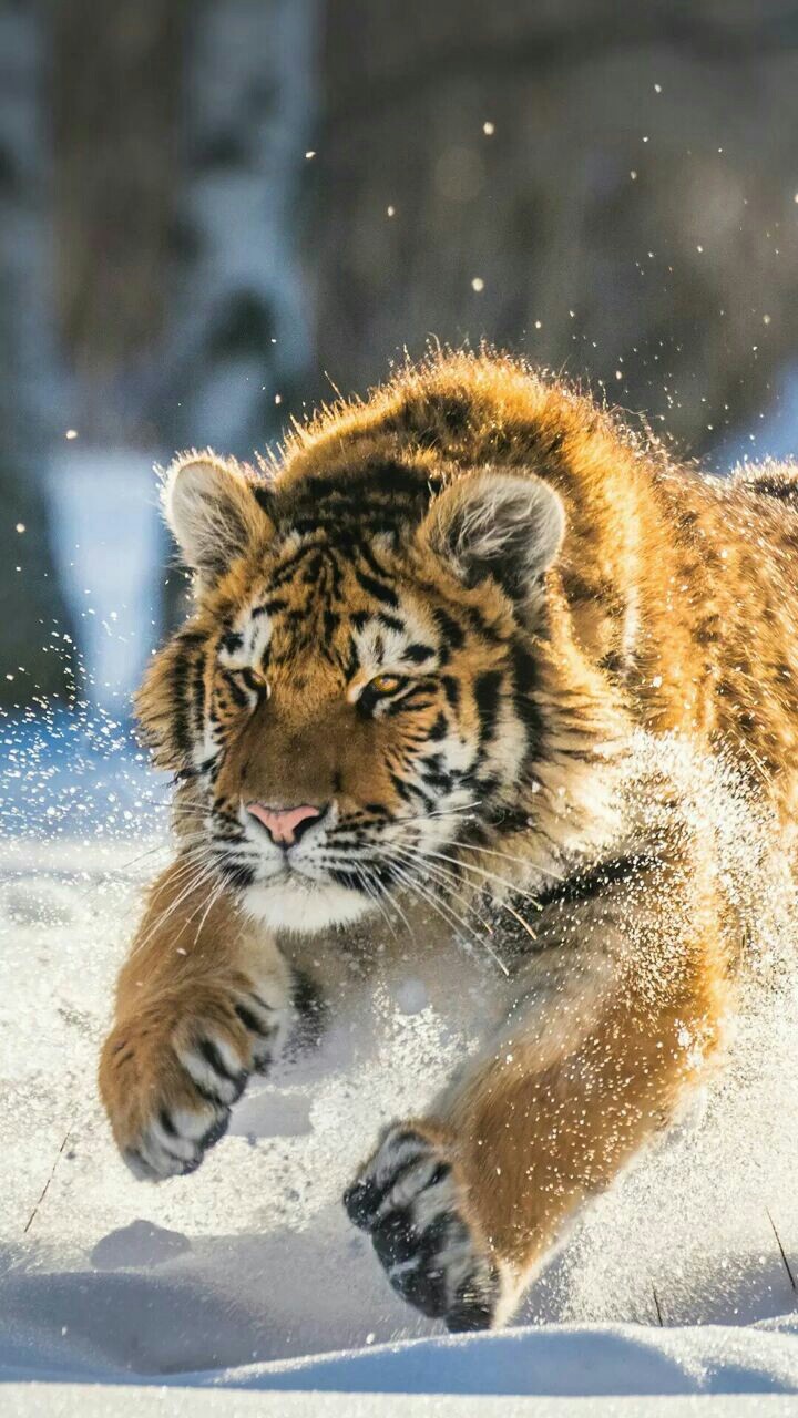 tiger
