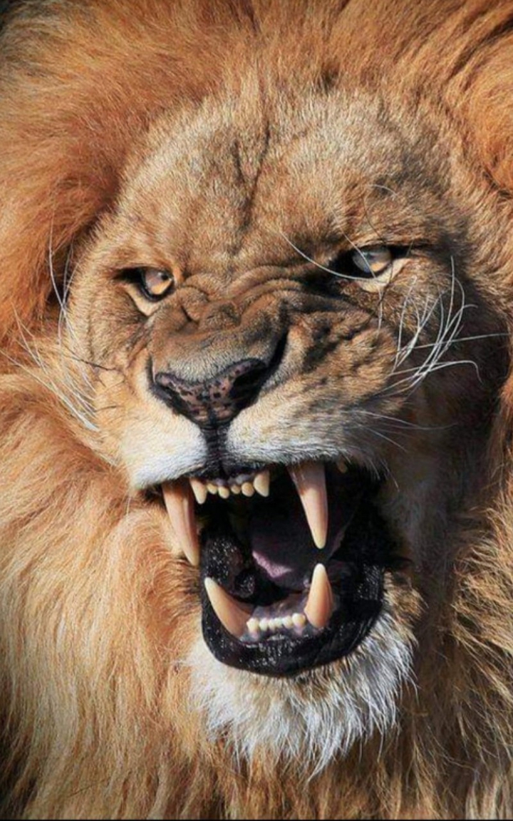 THE ANGER KING