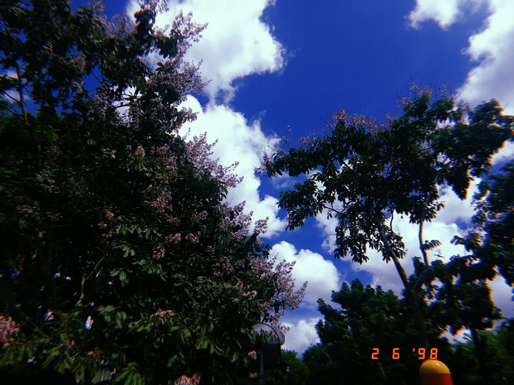 trees