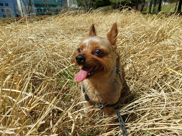 puppy