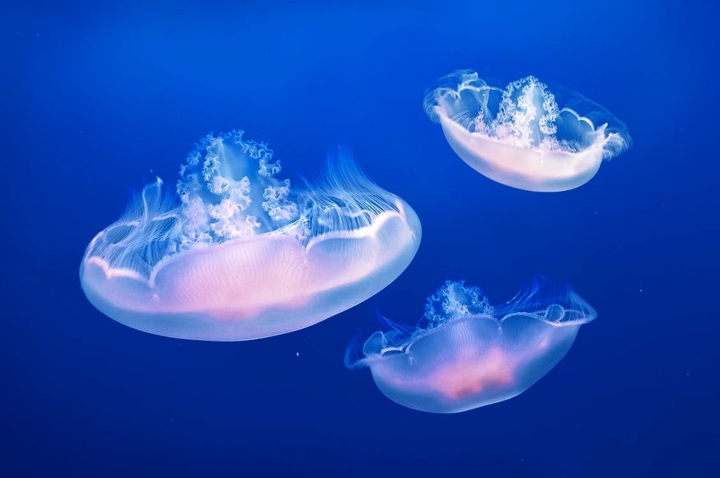 jellyfish