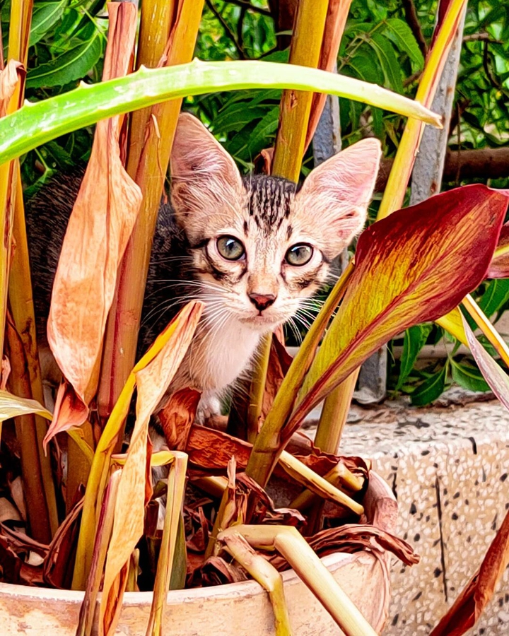 cat