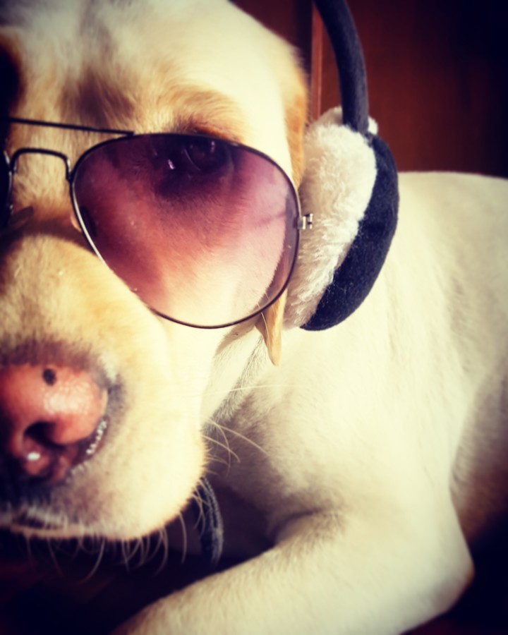 Swaggy Dog