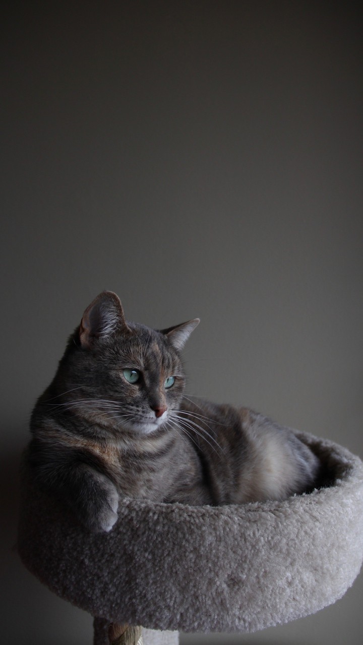 Un chat dans sont panier