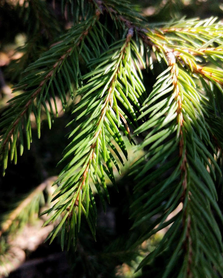 beautiful tree