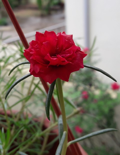 plant, flower Hintergrundbilder