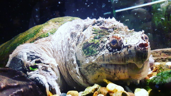 Animal