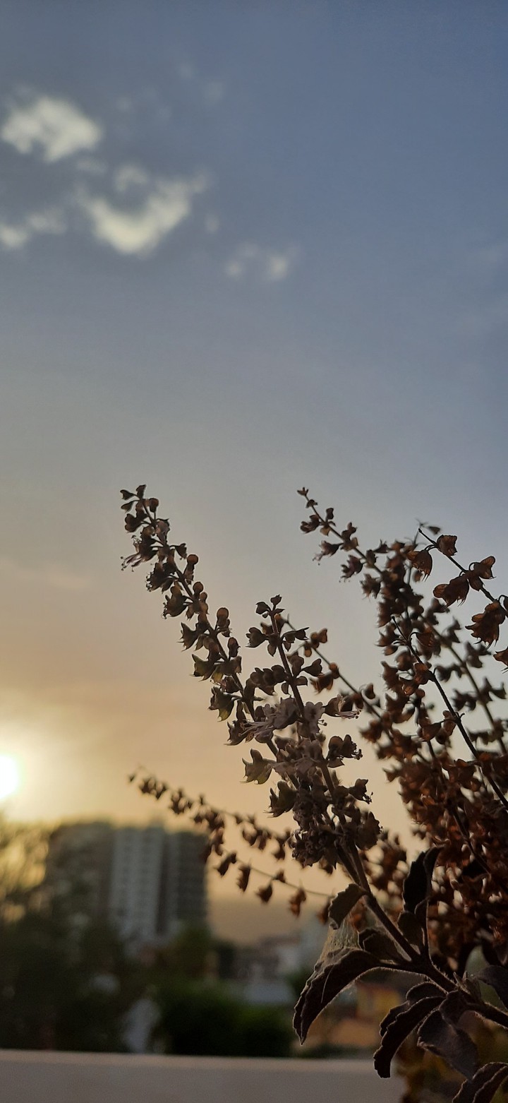 tulsi
