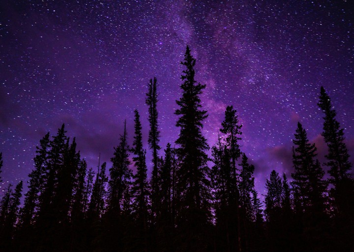 trees