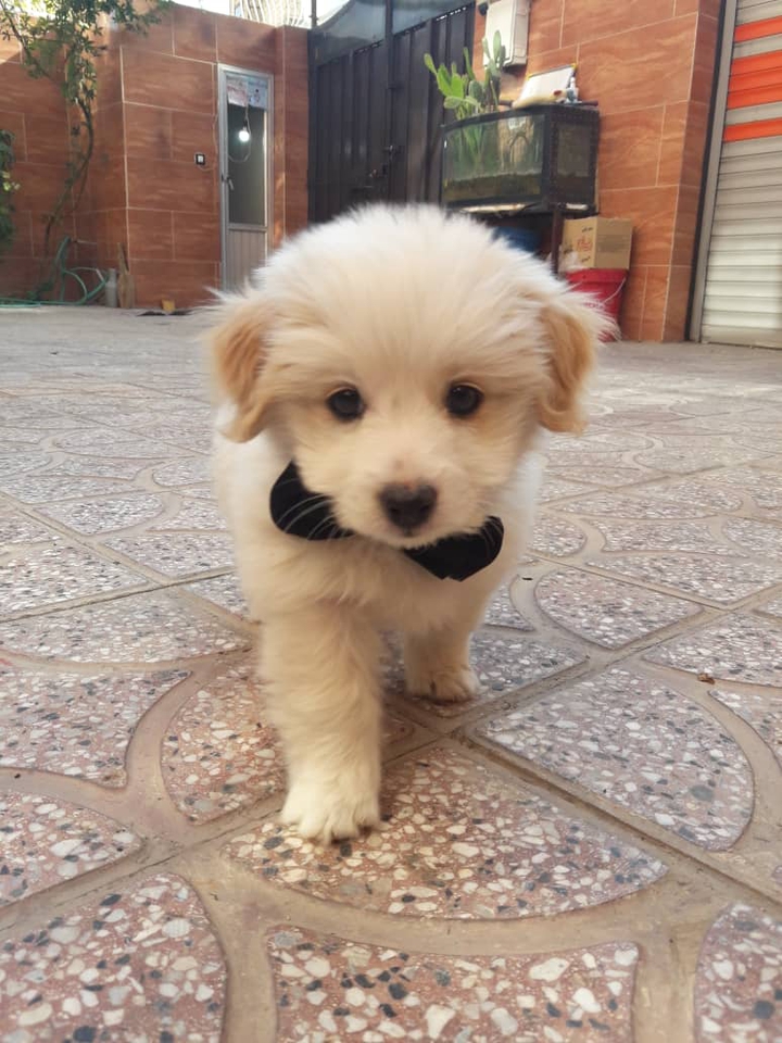 funy dog