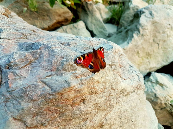 Butterfly by the river