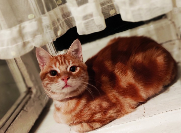 котофей