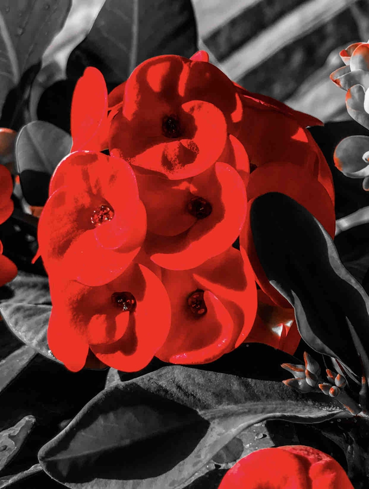 red flower
