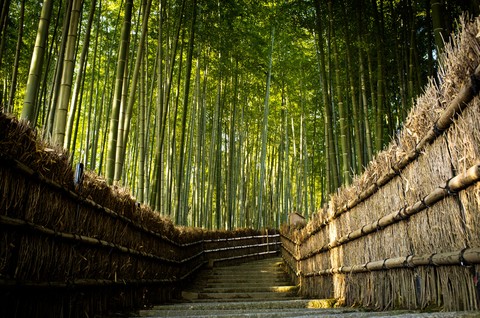forest, cane wallpapers