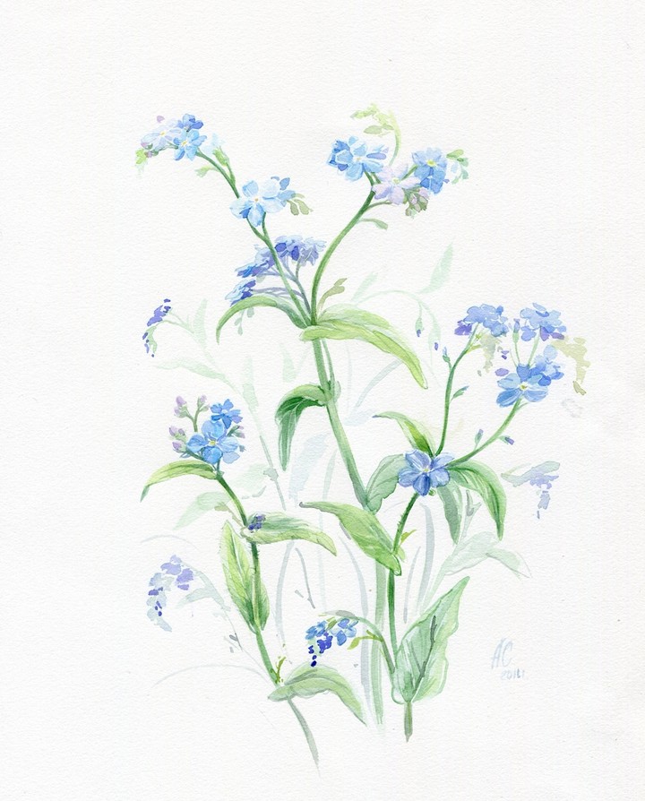 forget-me-not ❣️