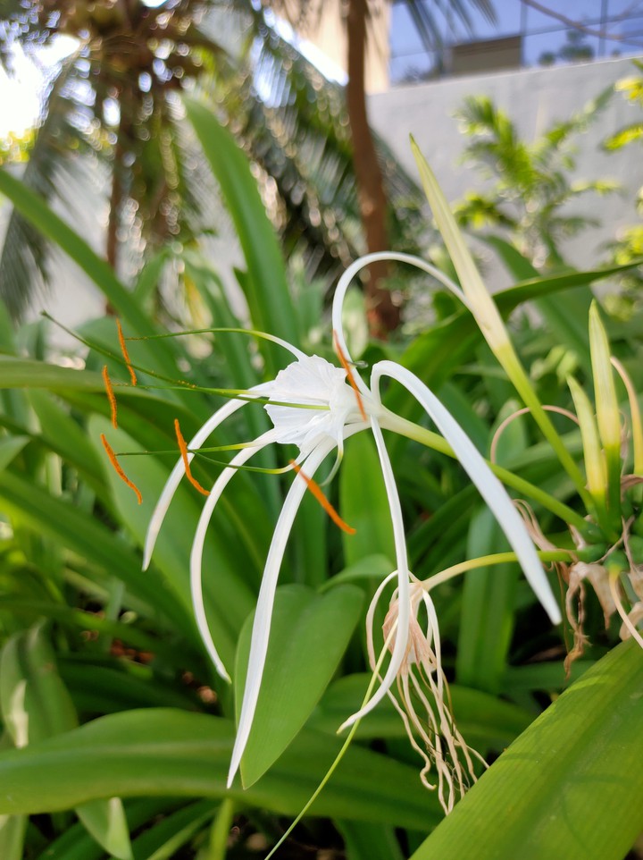 white flower