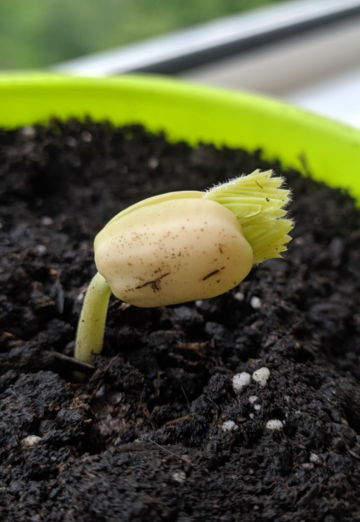 tamarind new life