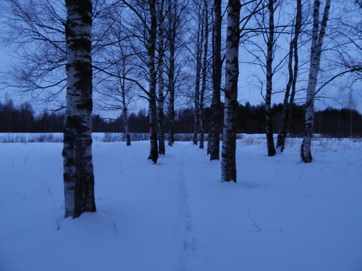 Березы