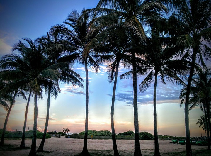 Palms