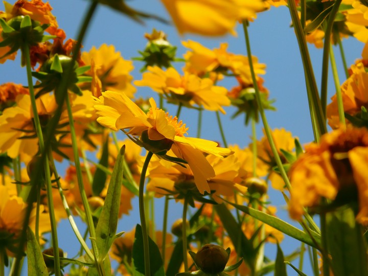 girleye (Flower )