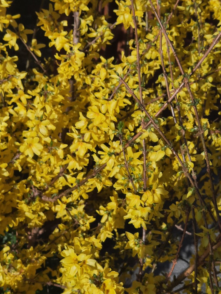 yellow!