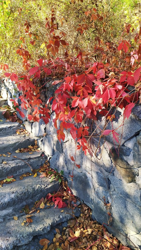 autumn, deciduous वॉलपेपर