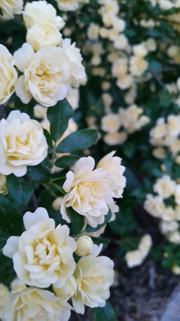 yellow roses