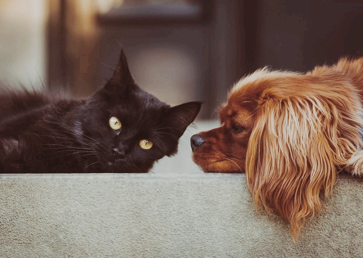 Feles et Canis