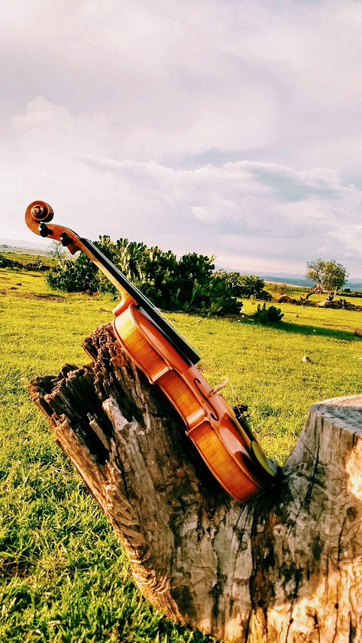 #Violin on the tree