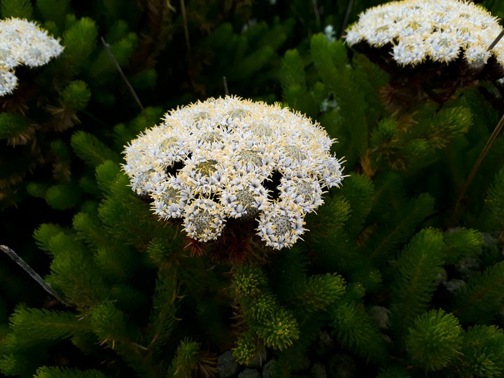 Blooming Flowers