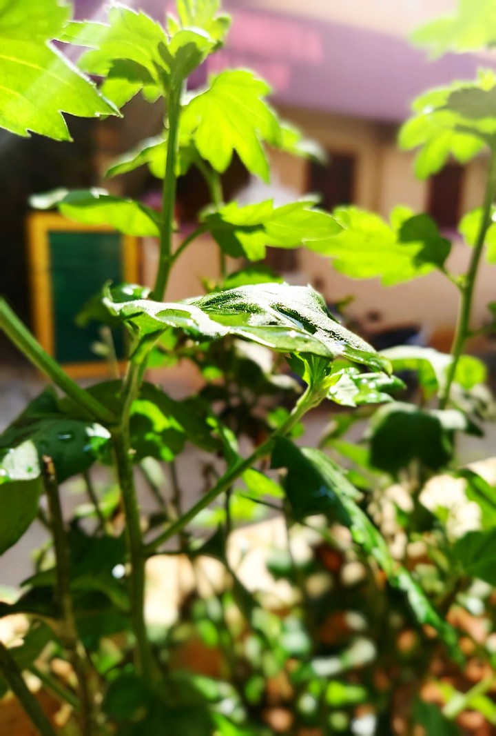 plant