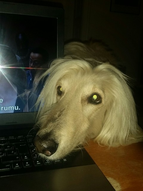 Many the dog
