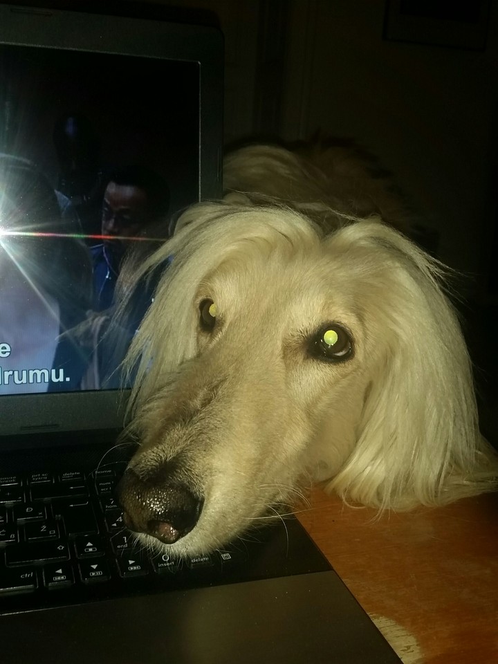 Many the dog
